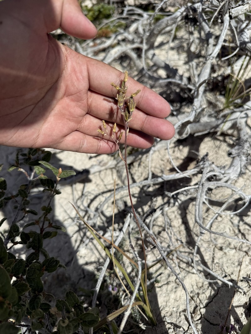 Anticlea elegans subsp. elegans photo 5