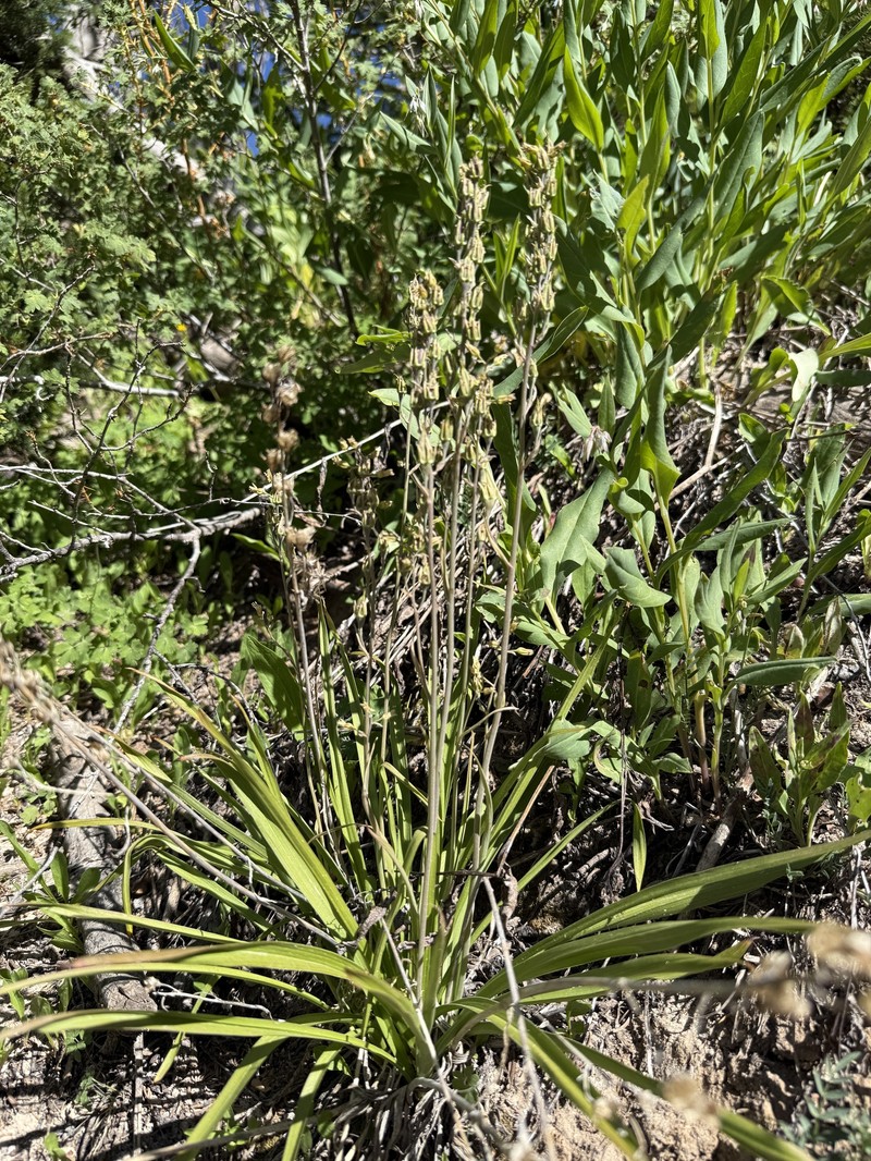 Anticlea elegans subsp. elegans photo 6