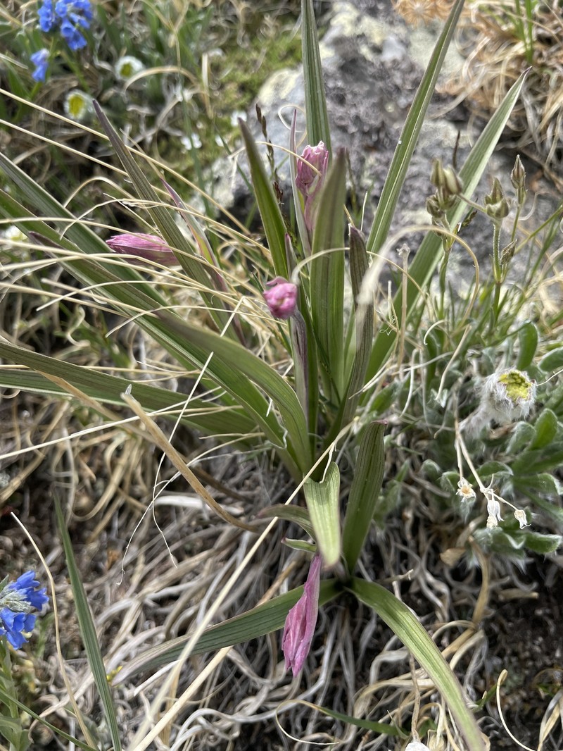 Anticlea elegans subsp. elegans photo 7