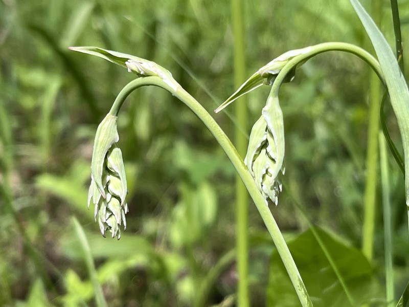 Anticlea elegans subsp. elegans photo 8