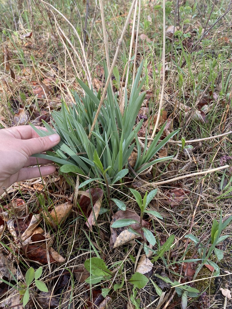 Anticlea elegans subsp. glauca