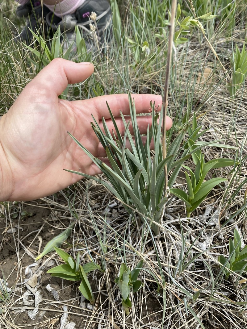 Anticlea elegans subsp. glauca photo 2