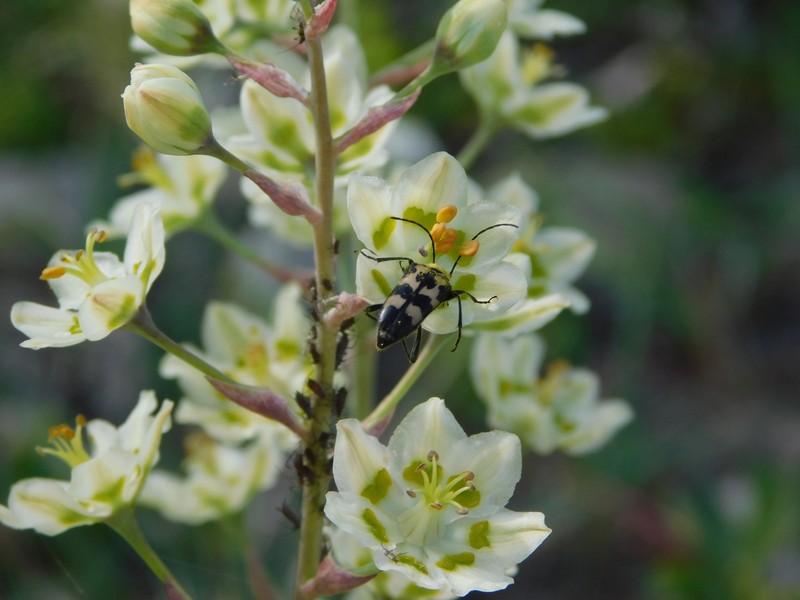 Anticlea elegans subsp. glauca photo 3
