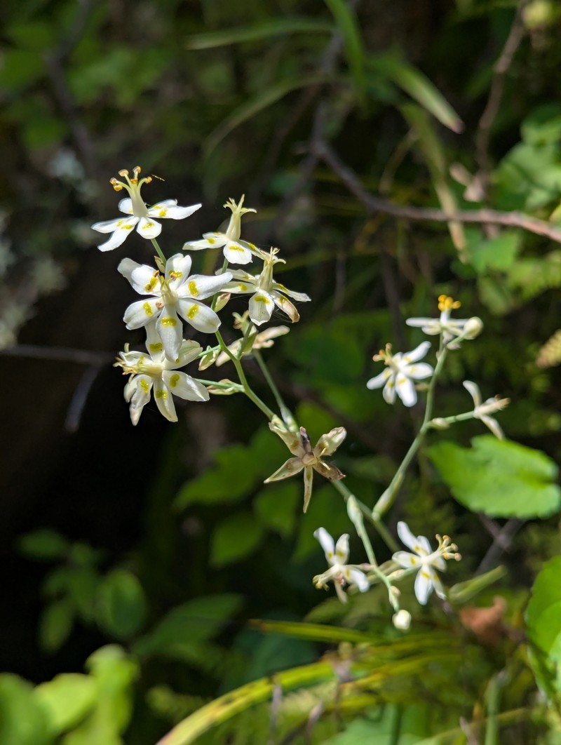 Anticlea elegans subsp. glauca photo 4