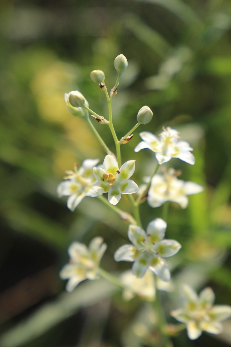 Anticlea elegans subsp. glauca photo 5