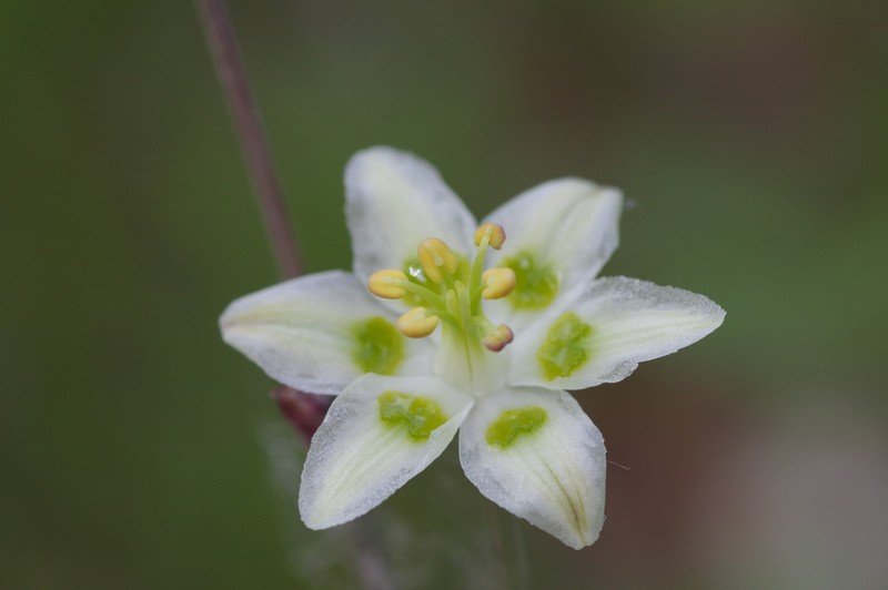 Anticlea elegans subsp. glauca photo 6