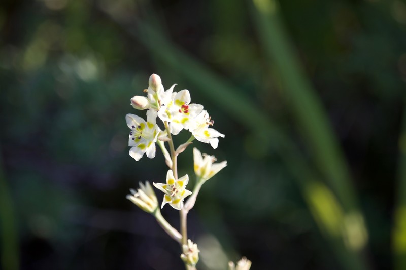 Anticlea elegans subsp. glauca photo 7