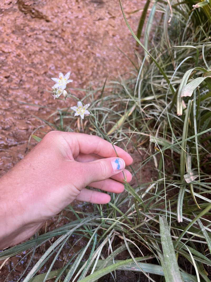 Sheathed Deathcamas