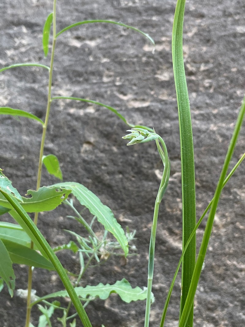 Sheathed Deathcamas photo 3
