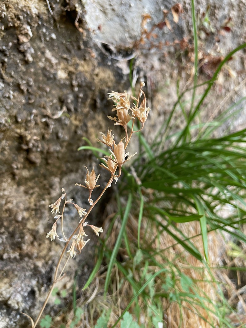 Sheathed Deathcamas photo 4