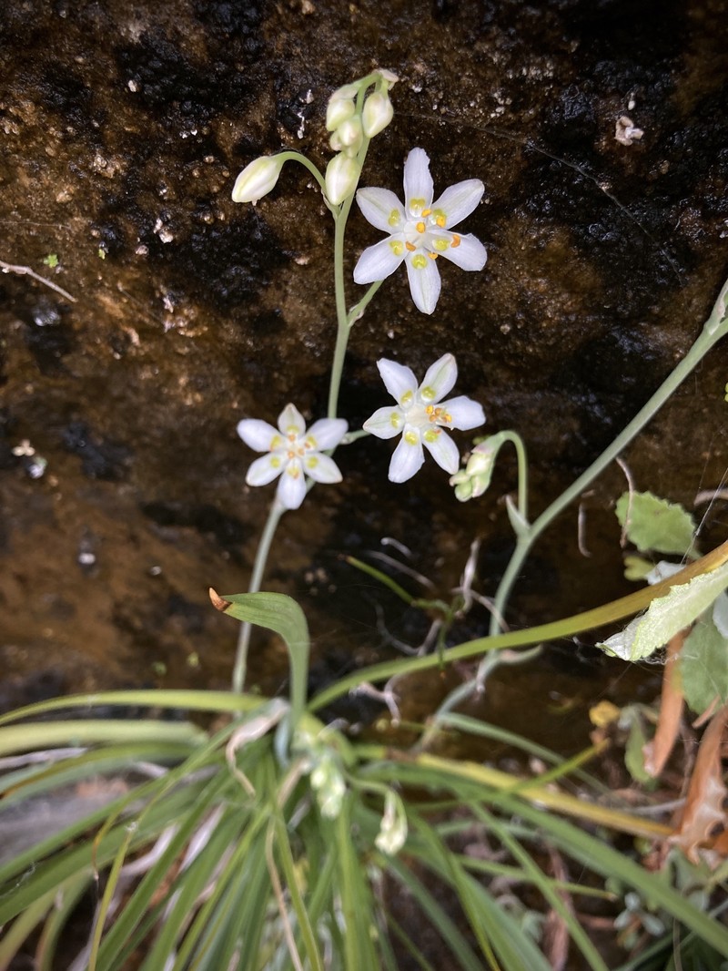 Sheathed Deathcamas photo 6