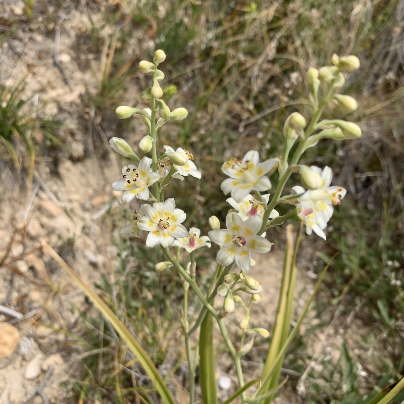 Sheathed Deathcamas photo 7