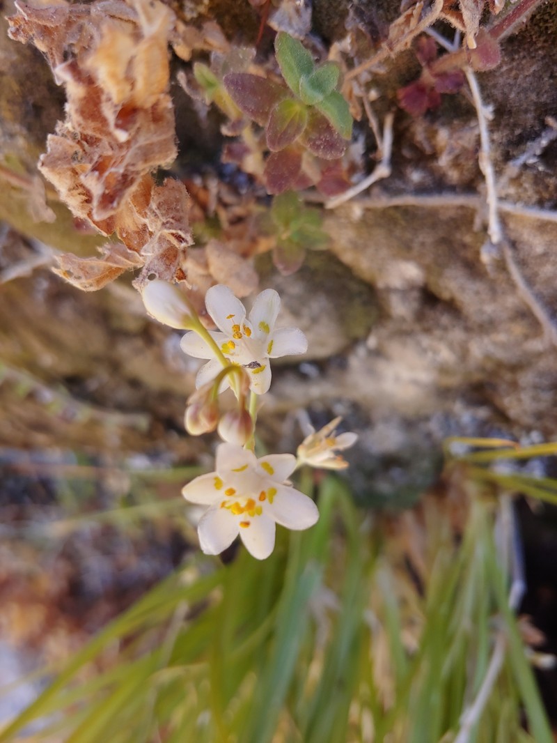Sheathed Deathcamas photo 8