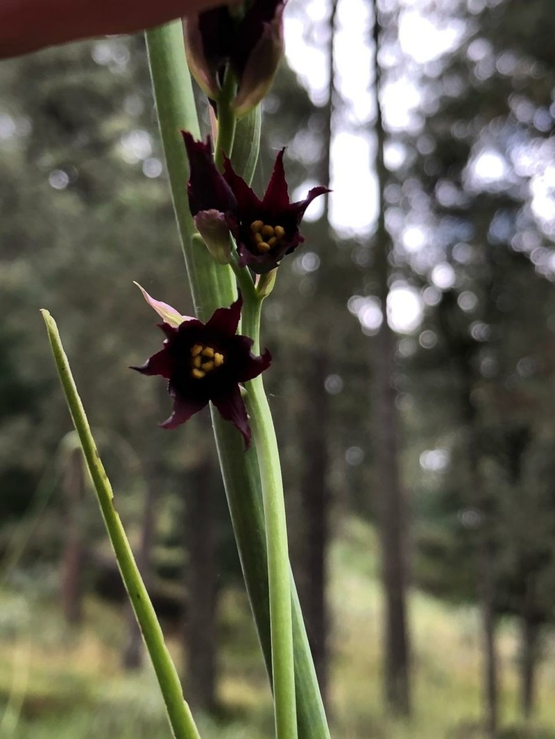 Anticlea frigida