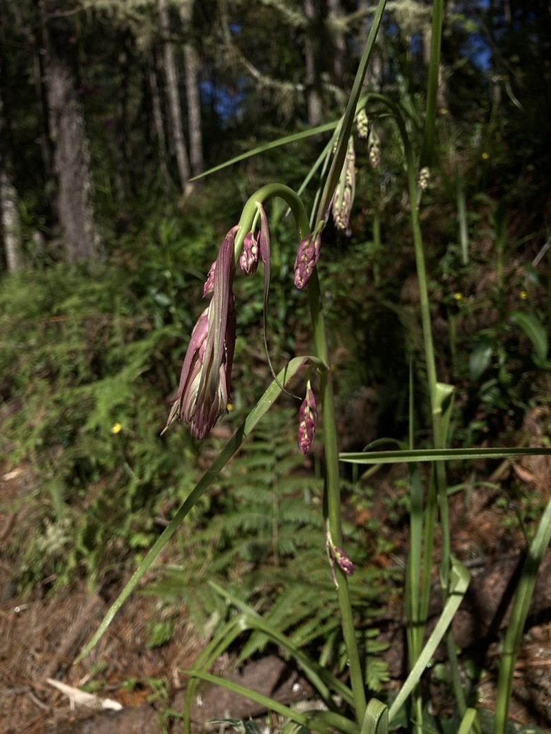 Anticlea frigida photo 2