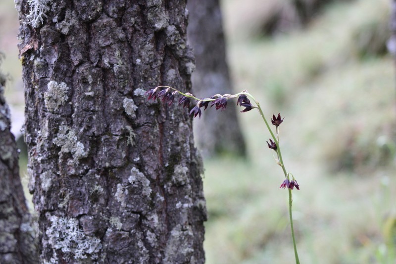 Anticlea frigida photo 3