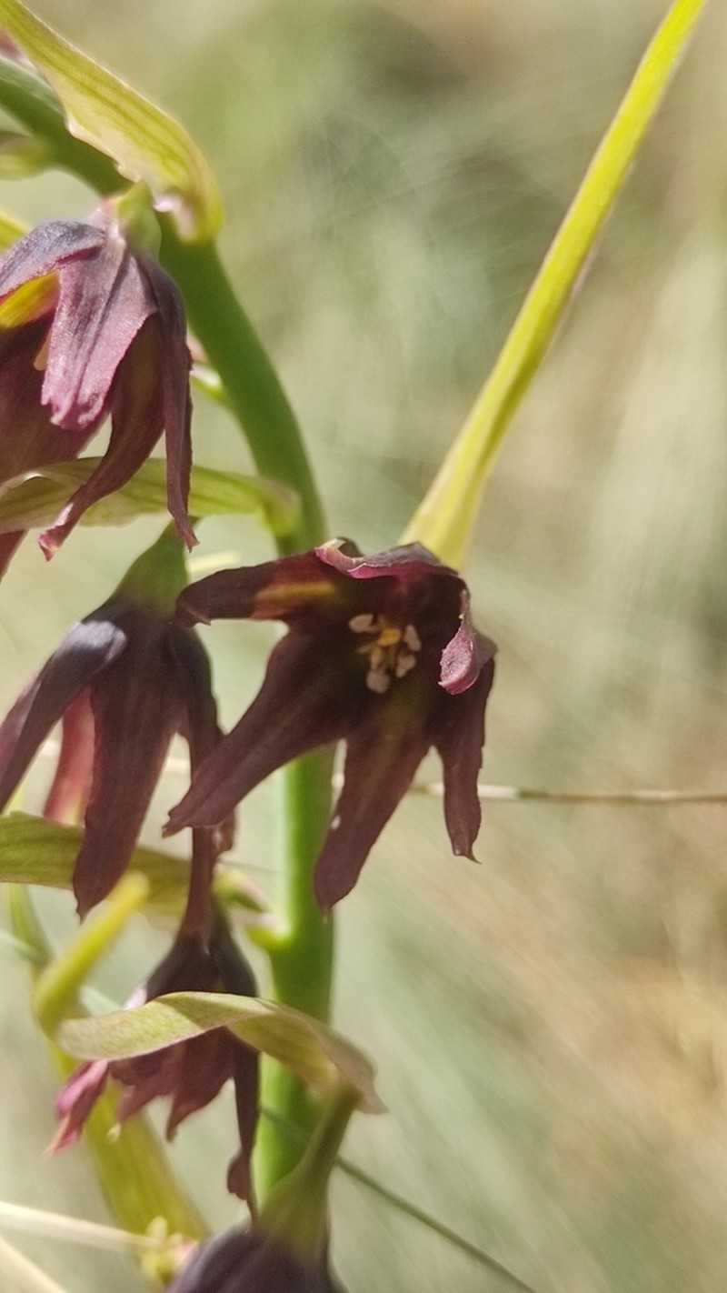 Anticlea frigida photo 5