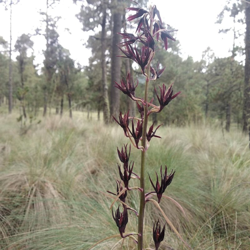 Anticlea frigida photo 8