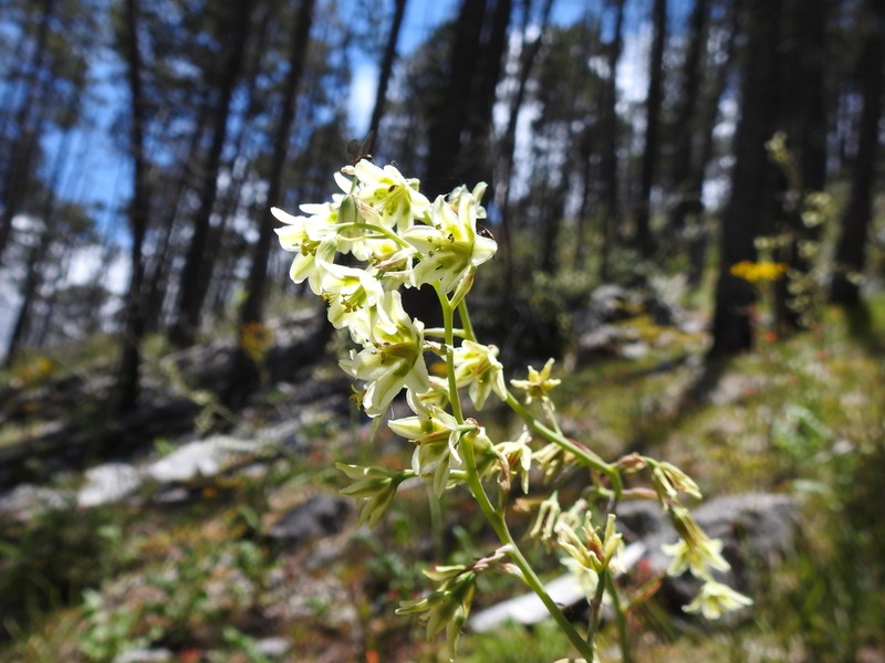 Anticlea hintoniorum