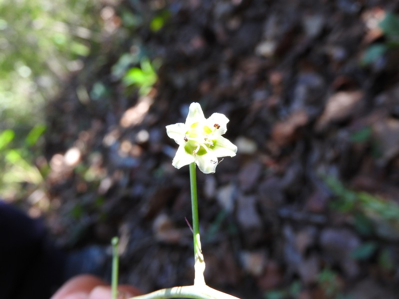 Anticlea hintoniorum photo 2