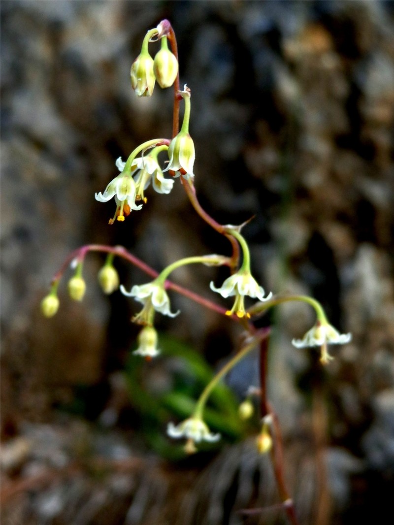 Anticlea hintoniorum photo 3