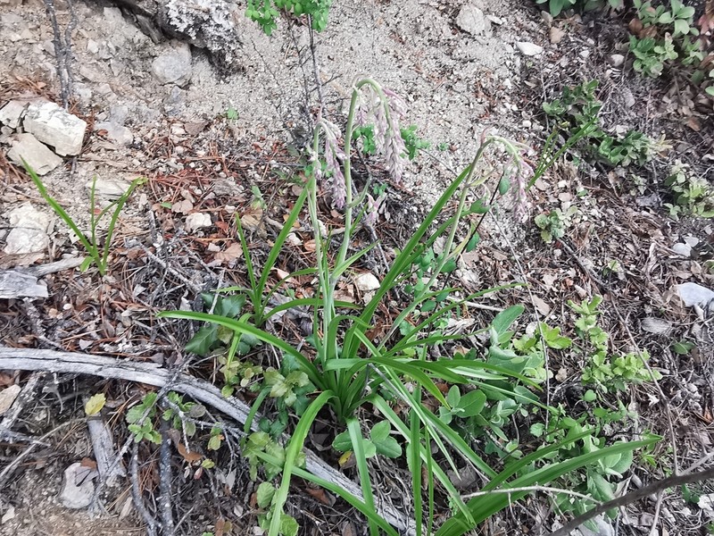 Anticlea hintoniorum photo 4