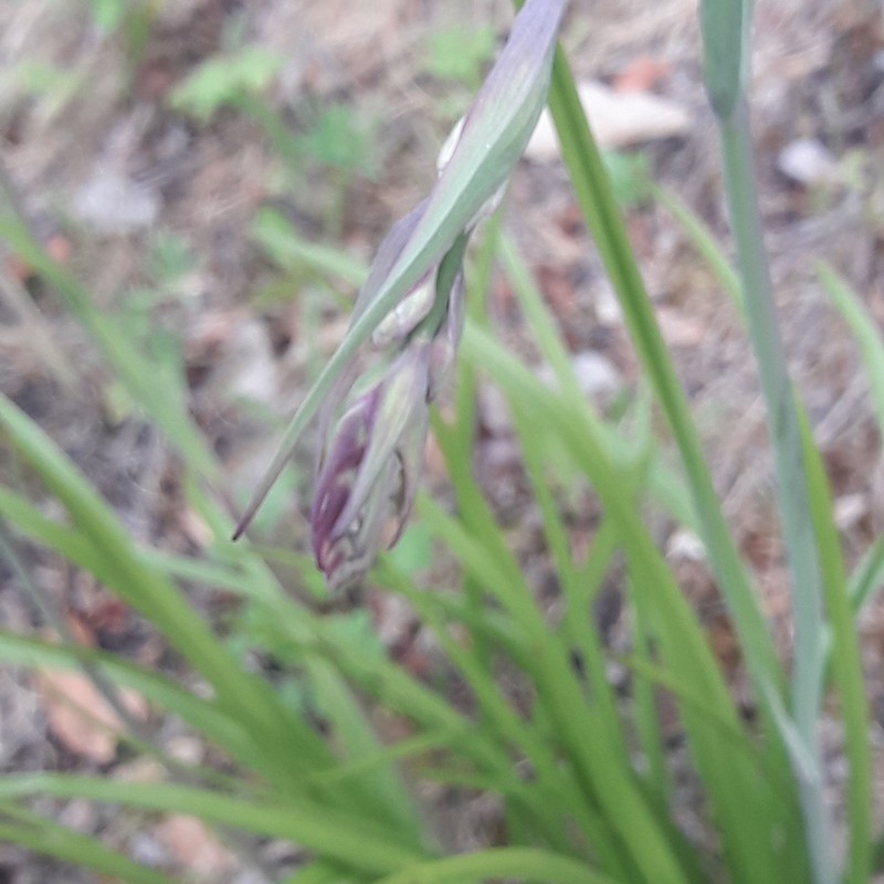Anticlea hintoniorum photo 5