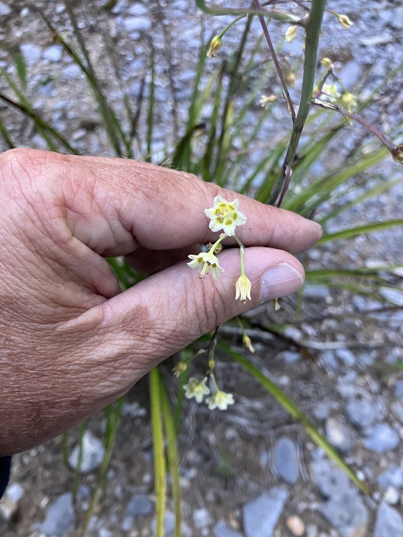Anticlea hintoniorum photo 6