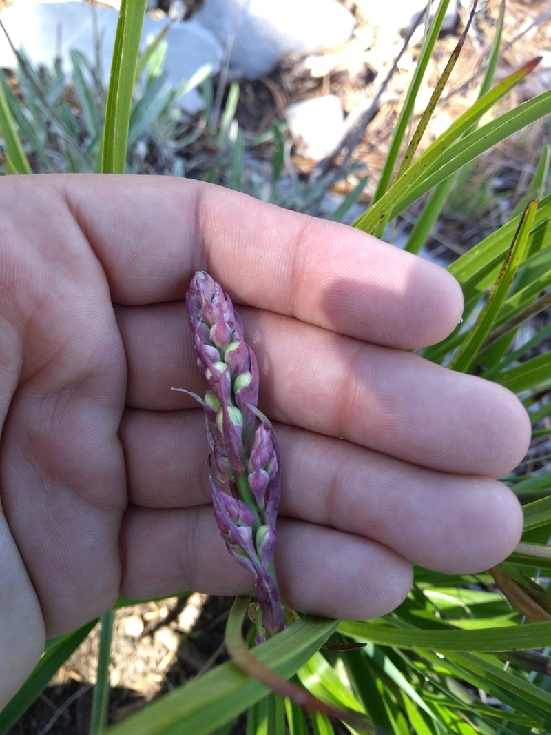 Anticlea hintoniorum photo 7