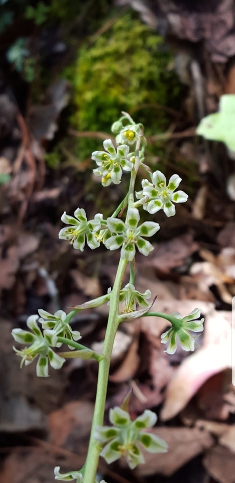 Anticlea hintoniorum photo 8