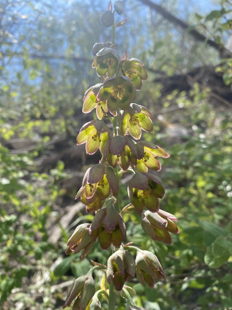 Mogoll Deathcamas