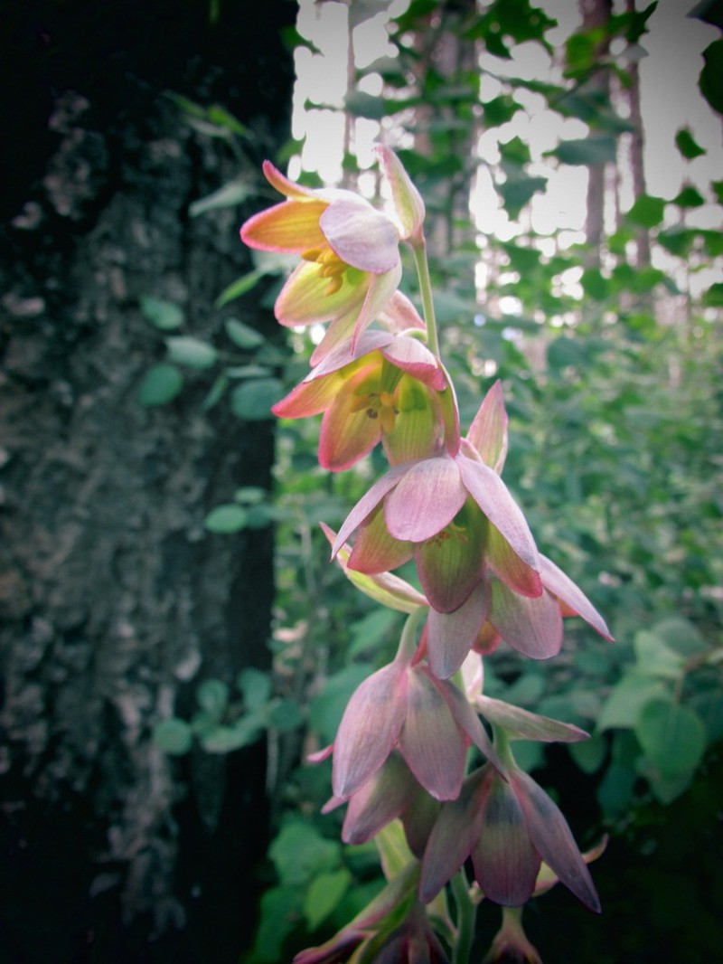 Mogoll Deathcamas photo 2