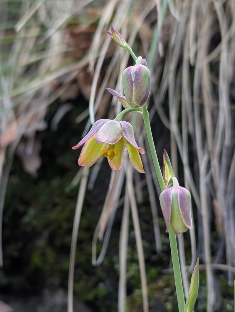 Mogoll Deathcamas photo 3