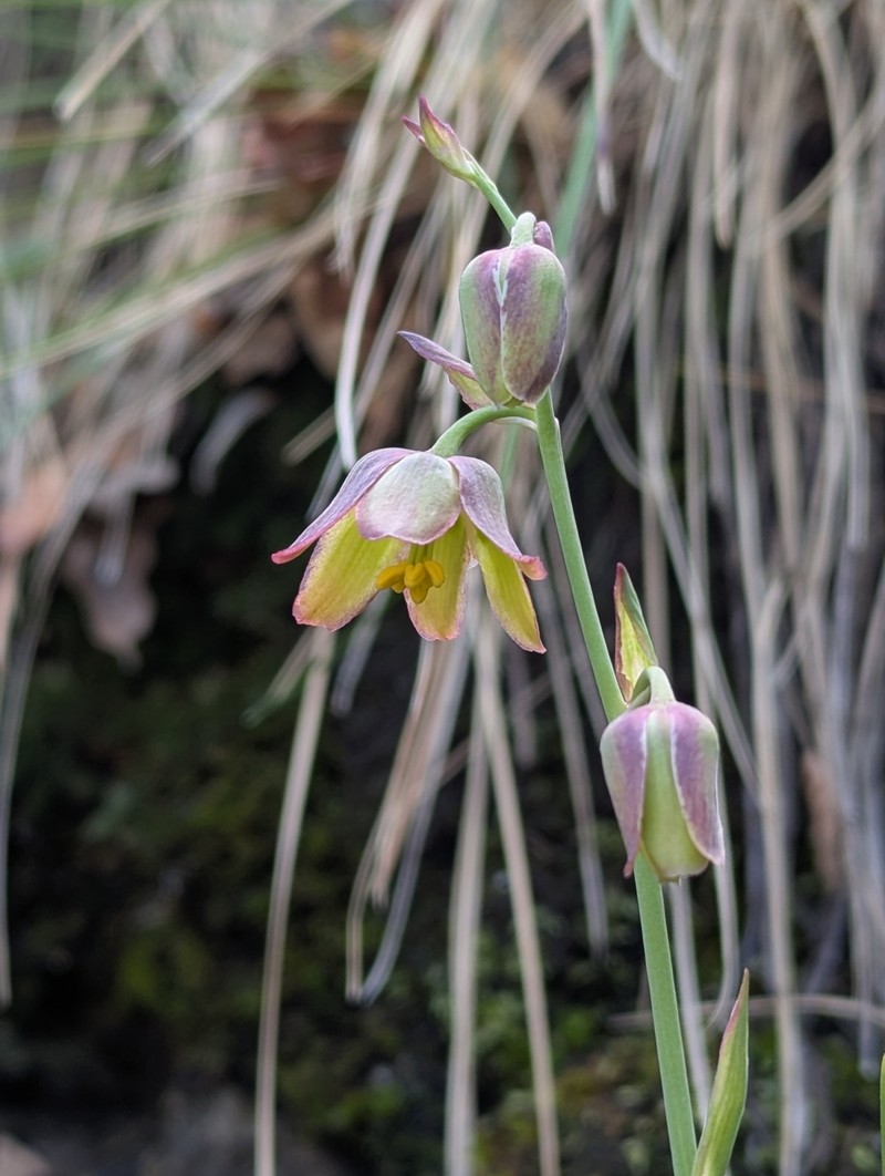Mogoll Deathcamas photo 4
