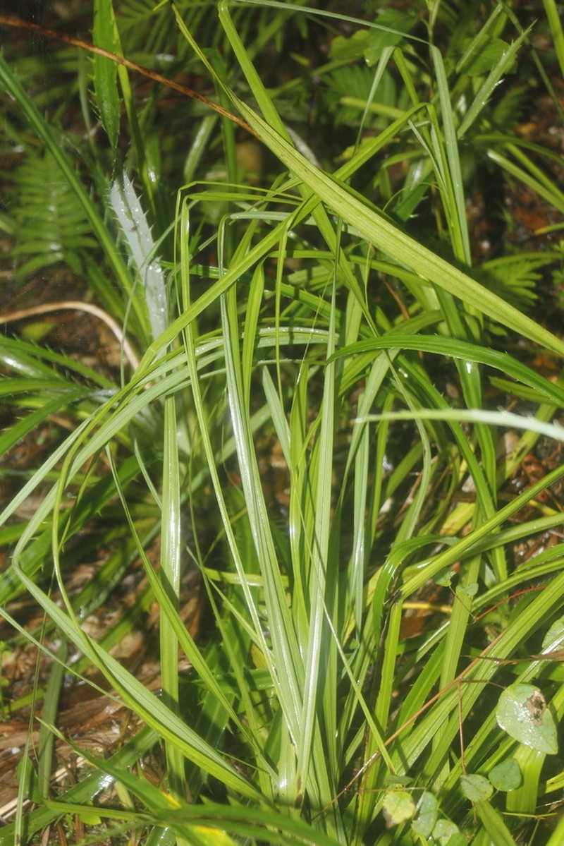 Anticlea neglecta