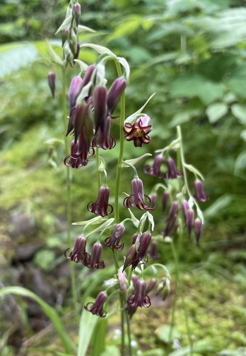 Western Featherbells photo 2