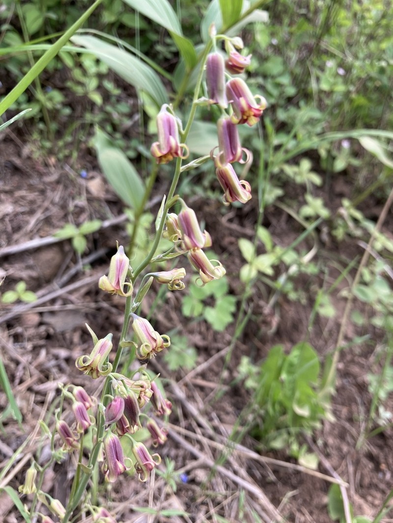 Western Featherbells photo 6