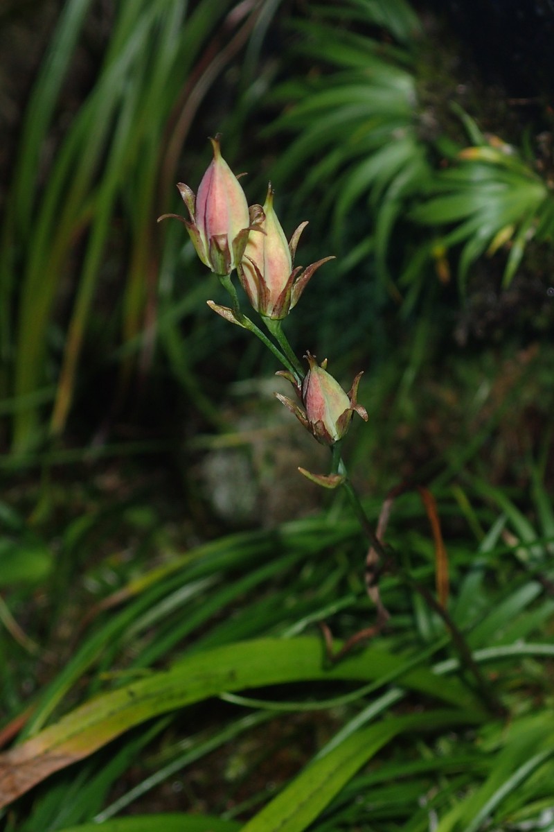 Anticlea sachalinensis photo 3