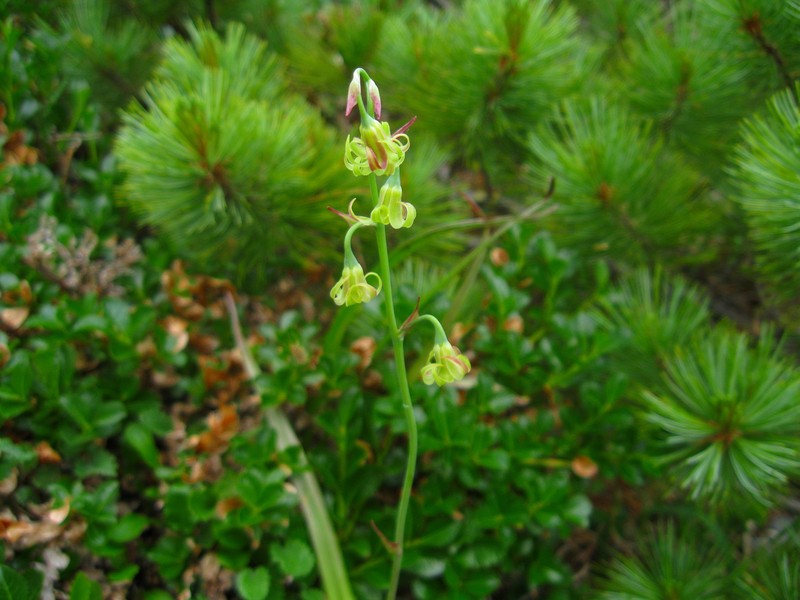 Anticlea sachalinensis photo 4