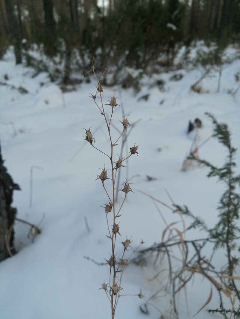 Anticlea sibirica
