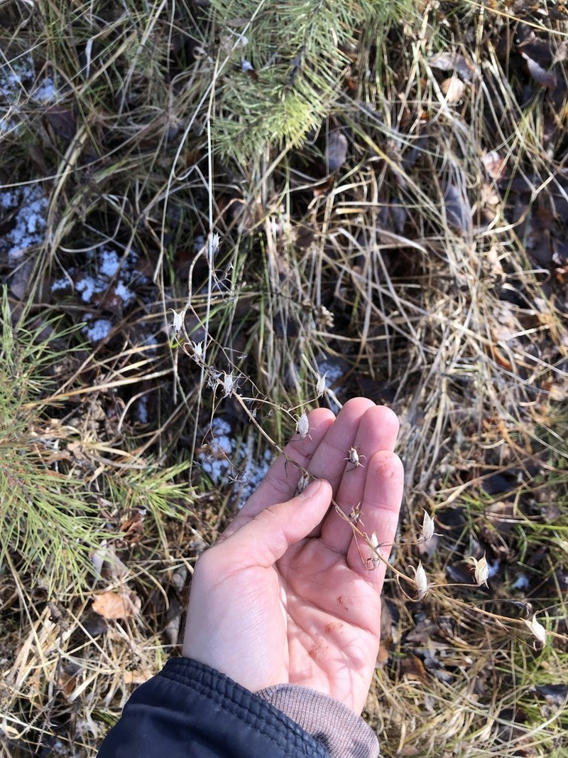 Anticlea sibirica photo 2