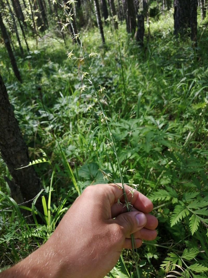 Anticlea sibirica photo 3