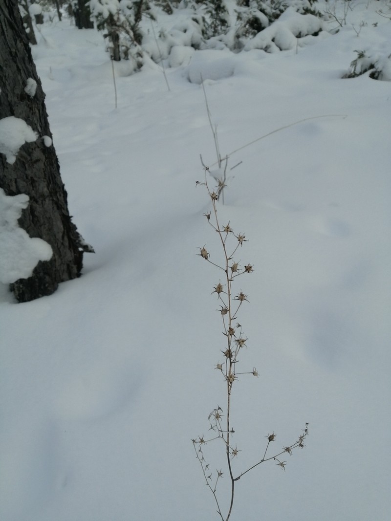 Anticlea sibirica photo 4
