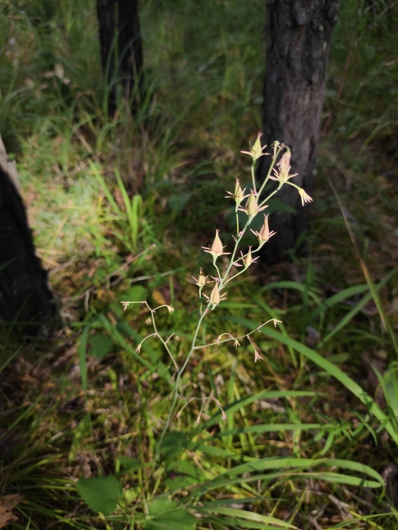 Anticlea sibirica photo 5