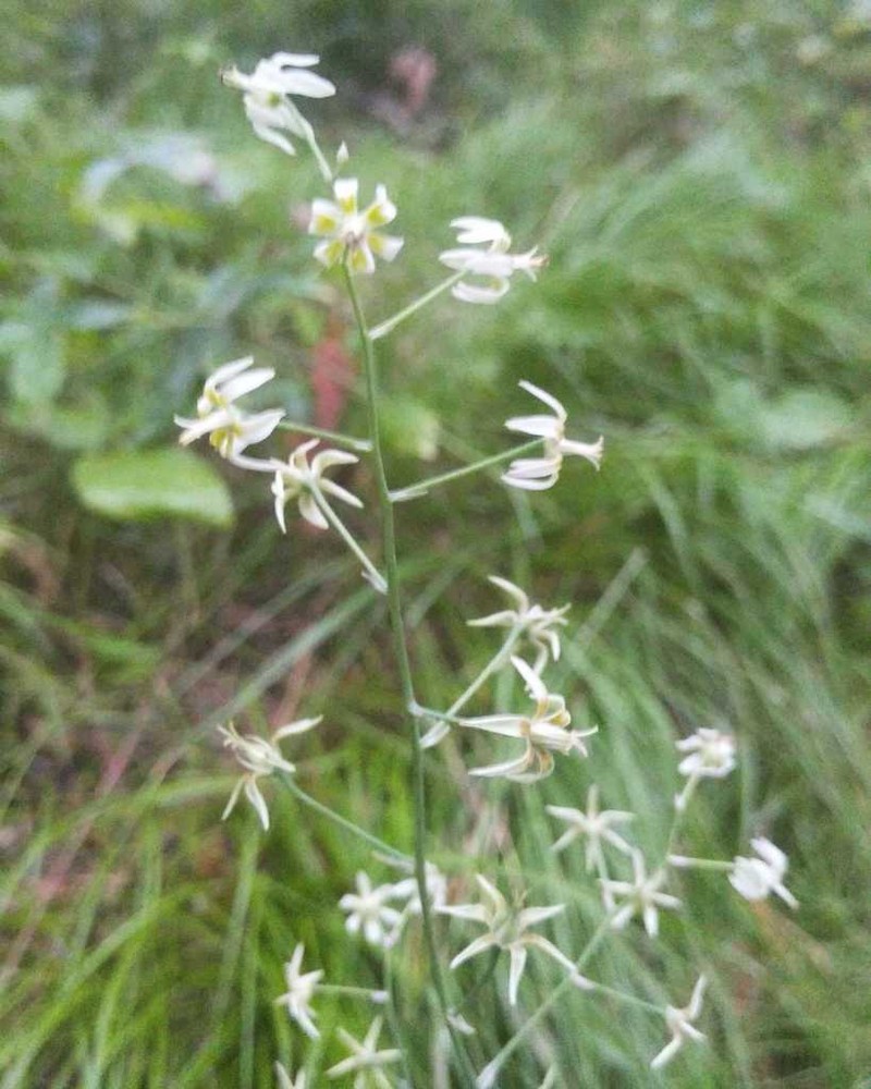 Anticlea sibirica photo 7