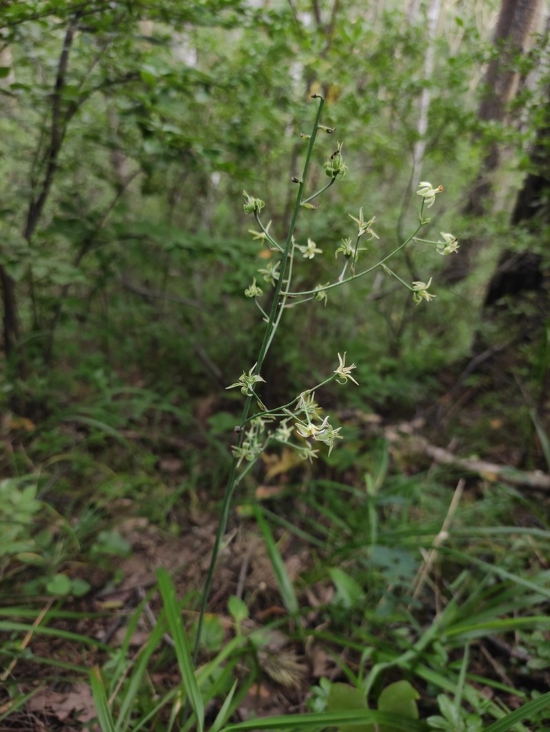 Anticlea sibirica photo 8