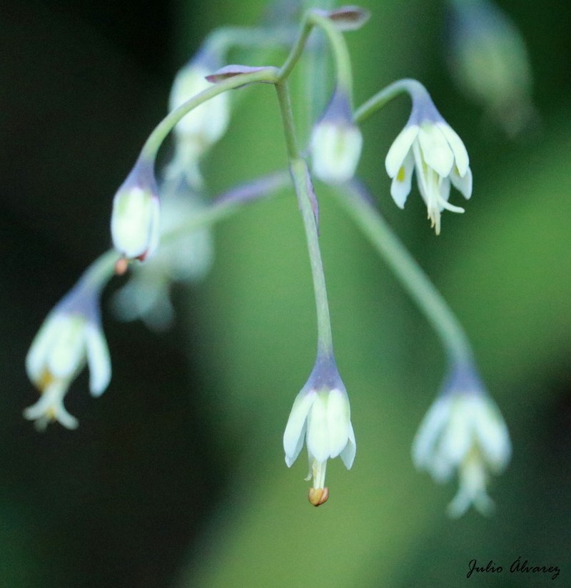 Green Deathcamas