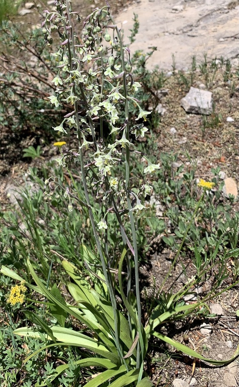 Green Deathcamas photo 2