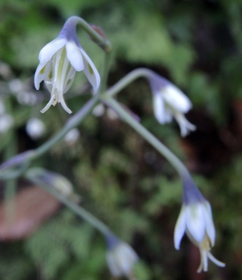Green Deathcamas photo 3