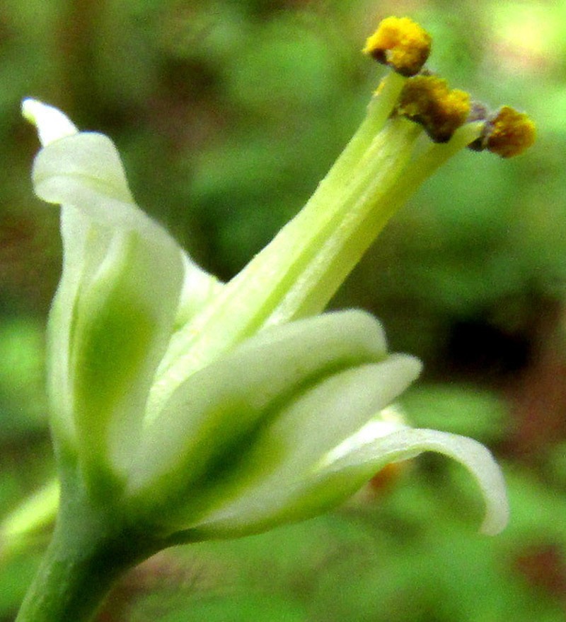 Green Deathcamas photo 4